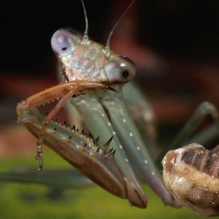 photo of preying mantis