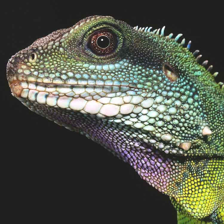 photo of iguana head