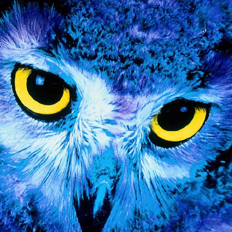 photo of owl